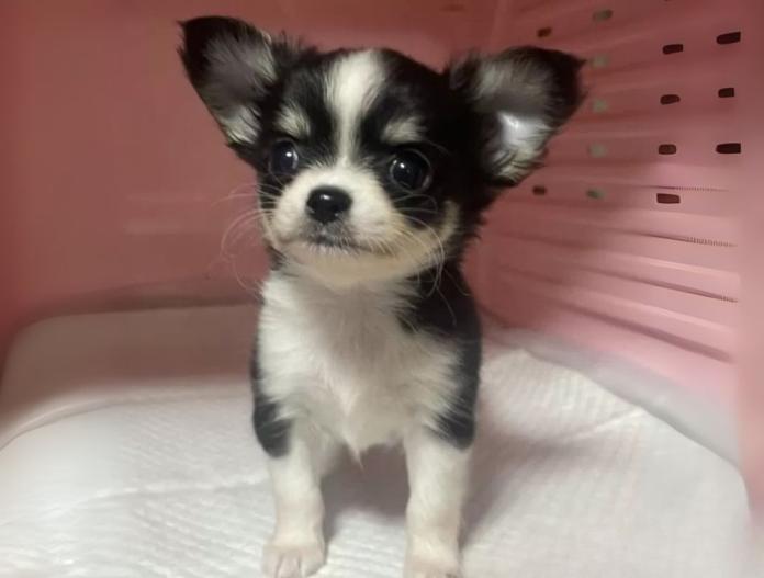 犬のプロフィール画像