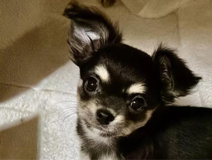 犬のプロフィール画像