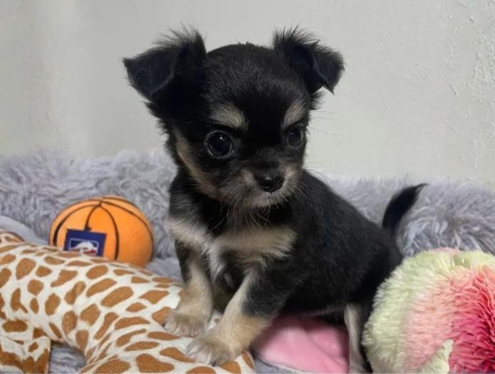 犬のプロフィール画像