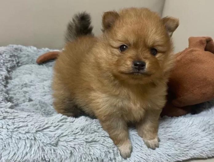 犬のプロフィール画像