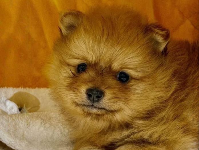 犬のプロフィール画像