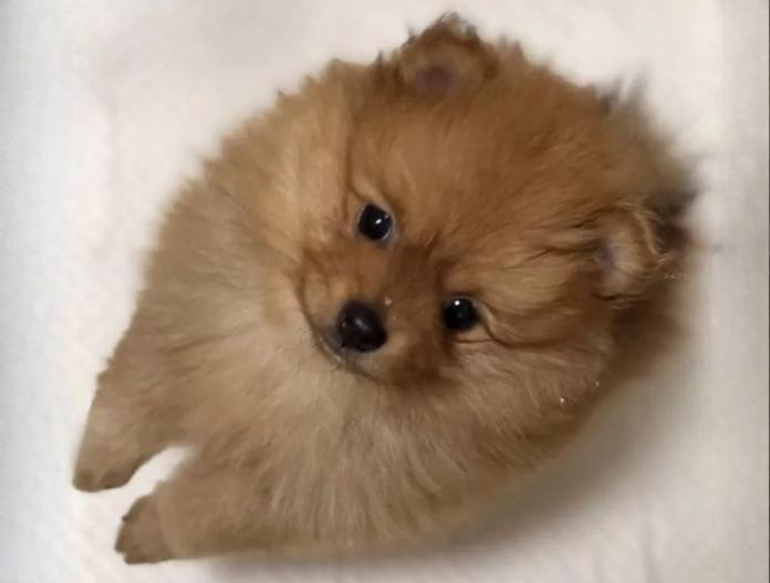 ポメラニアン(滋賀県・女の子・2025/09/20・オレンジ)の子犬情報! | 中島 なづなブリーダー(748)