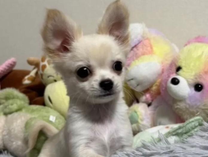 チワワ(ロング)(滋賀県・男の子・2025/08/20・ホワイト&クリーム)の子犬情報! | 中島 なづなブリーダー(779)