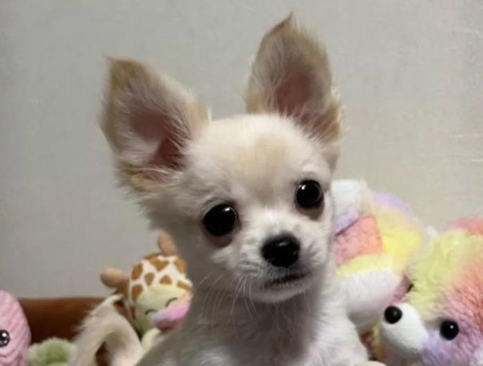 チワワ(ロング)(滋賀県・男の子・2025/08/20・ホワイト&クリーム)の子犬情報! | 中島 なづなブリーダー(779)