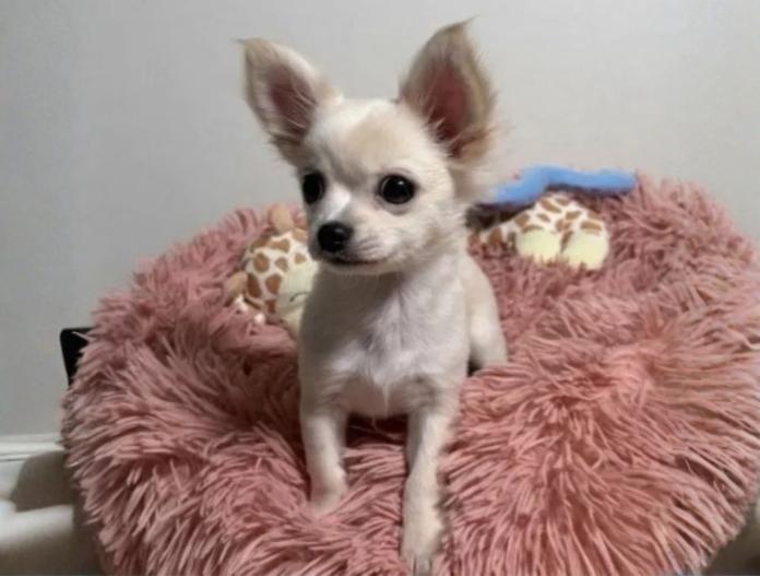 チワワ(ロング)(滋賀県・男の子・2025/08/20・ホワイト&クリーム)の子犬情報! | 中島 なづなブリーダー(779)