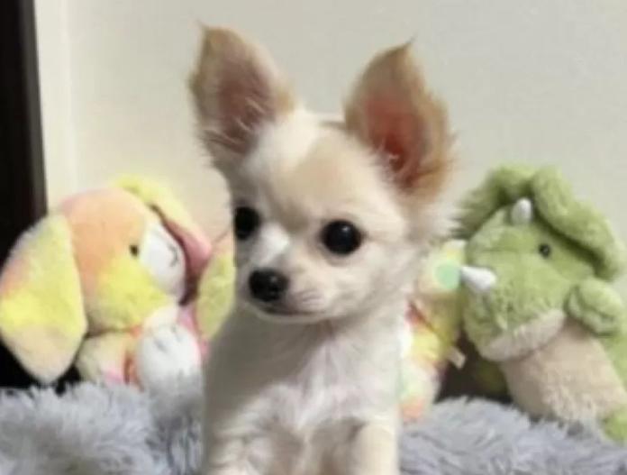 チワワ(ロング)(滋賀県・男の子・2025/08/20・ホワイト&クリーム)の子犬情報! | 中島 なづなブリーダー(779)