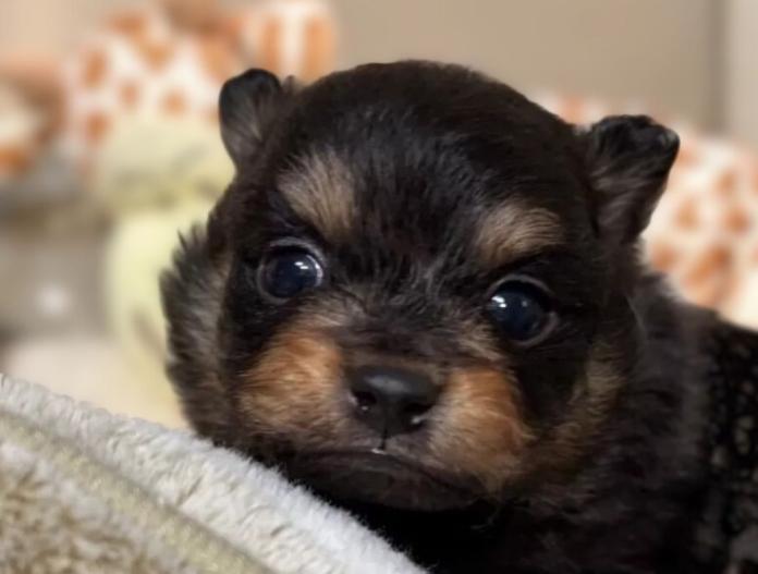 ポメラニアン(滋賀県・男の子・2025/11/15・ブラックタン)の子犬情報! | 中島 なづなブリーダー(901)