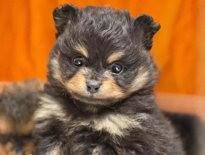 ポメラニアン(滋賀県・男の子・2025/11/15・ブラックタン)の子犬情報! | 中島 なづなブリーダー(901)