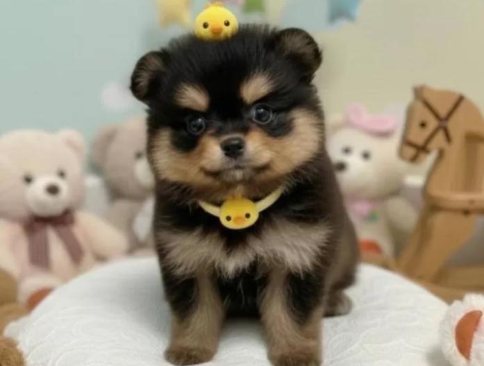 ポメラニアン(滋賀県・男の子・2025/11/15・ブラックタン)の子犬情報! | 中島 なづなブリーダー(901)