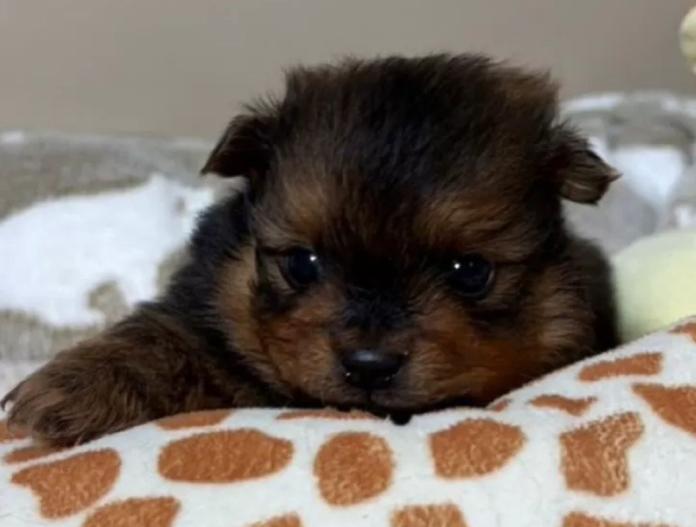 ポメラニアン(滋賀県・男の子・2025/11/15・オレンジセーブル)の子犬情報! | 中島 なづなブリーダー(902)