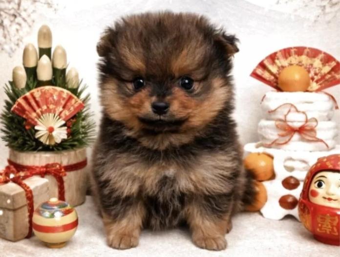 ポメラニアン(滋賀県・男の子・2025/11/15・オレンジセーブル)の子犬情報! | 中島 なづなブリーダー(902)