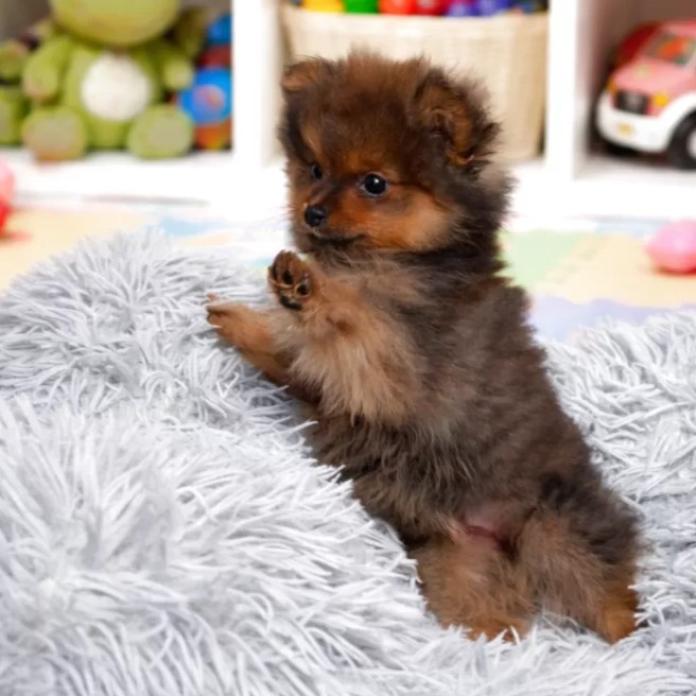ポメラニアン(滋賀県・男の子・2025/11/15・オレンジセーブル)の子犬情報! | 中島 なづなブリーダー(902)