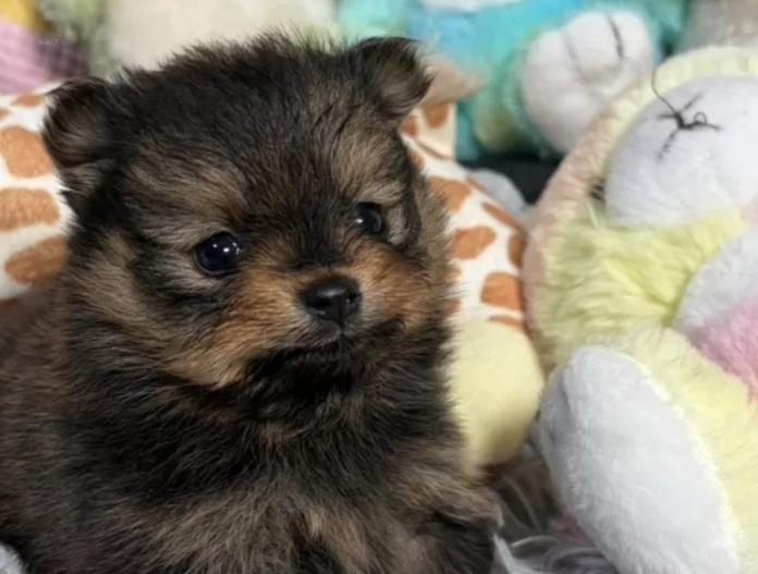 ポメラニアン(滋賀県・男の子・2025/11/15・オレンジセーブル)の子犬情報! | 中島 なづなブリーダー(902)