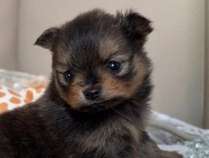 ポメラニアン(滋賀県・女の子・2025/11/15・オレンジセーブル)の子犬情報! | 中島 なづなブリーダー(903)