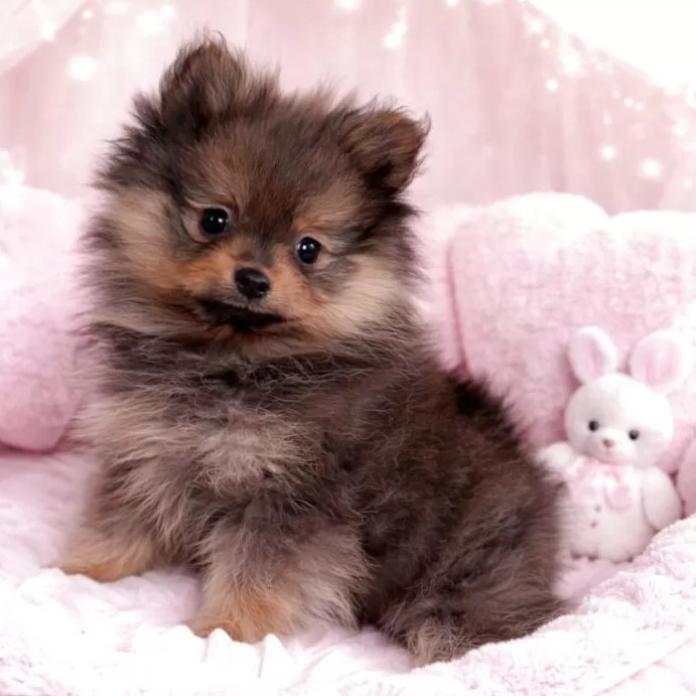 ポメラニアン(滋賀県・女の子・2025/11/15・オレンジセーブル)の子犬情報! | 中島 なづなブリーダー(903)