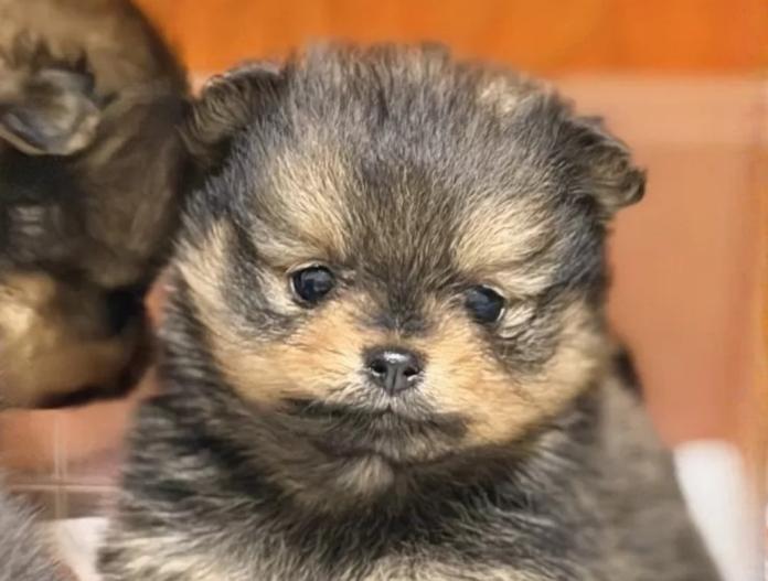 ポメラニアン(滋賀県・女の子・2025/11/15・オレンジセーブル)の子犬情報! | 中島 なづなブリーダー(903)