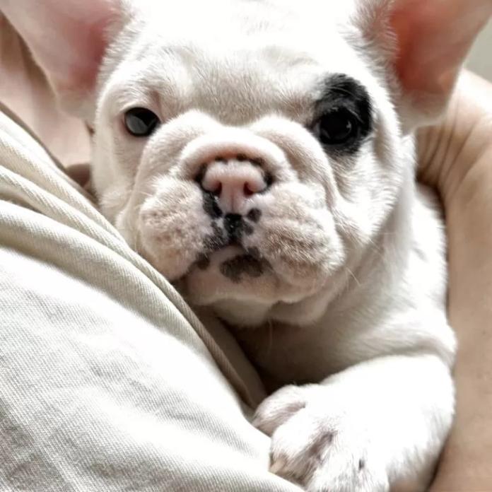 フレンチブルドッグ(大阪府・男の子・2025/12/04・パイド)の子犬情報! | 喜多 行江ブリーダー(1052)