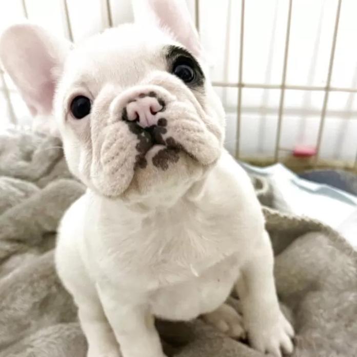 フレンチブルドッグ(大阪府・男の子・2025/12/04・パイド)の子犬情報! | 喜多 行江ブリーダー(1052)