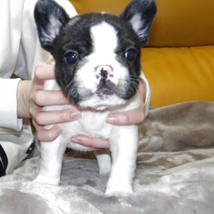 フレンチブルドッグ(大阪府・男の子・2025/12/04・パイド)の子犬情報! | 喜多 行江ブリーダー(1053)
