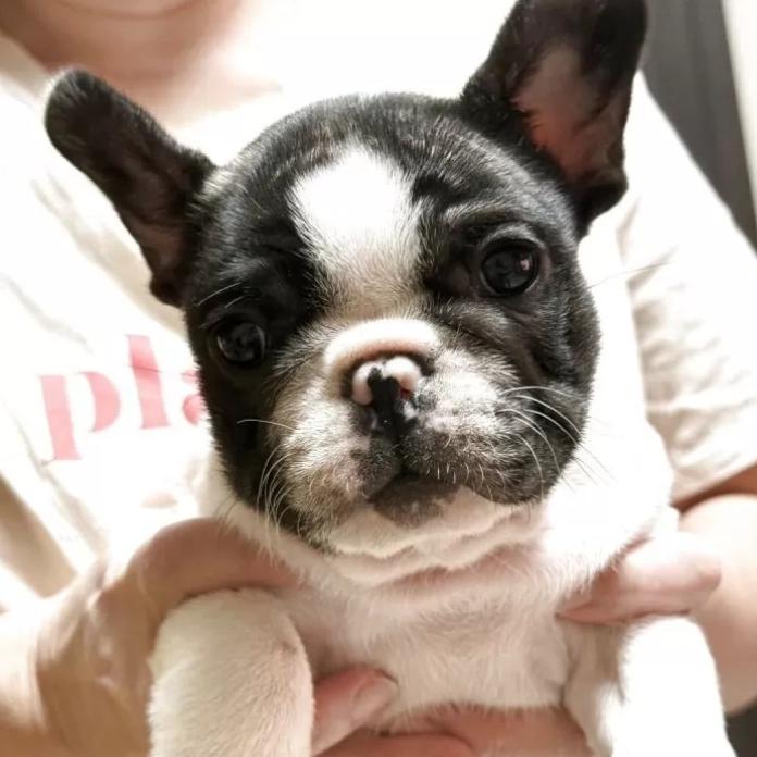 フレンチブルドッグ(大阪府・男の子・2025/12/04・パイド)の子犬情報! | 喜多 行江ブリーダー(1053)