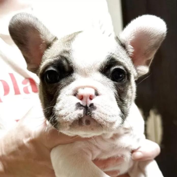 フレンチブルドッグ(大阪府・女の子・2025/12/04・パイド)の子犬情報! | 喜多 行江ブリーダー(1118)