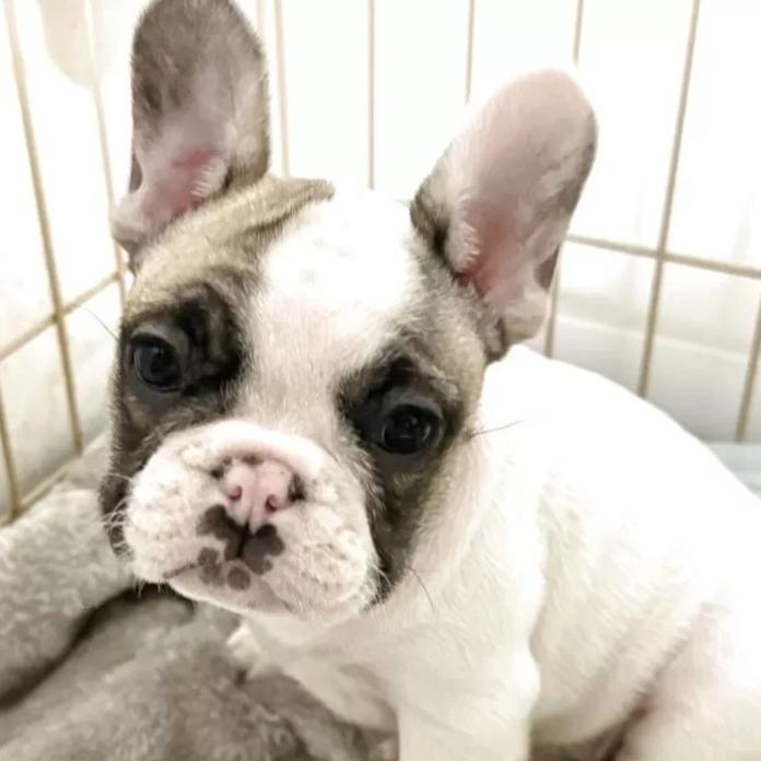 フレンチブルドッグ(大阪府・女の子・2025/12/04・パイド)の子犬情報! | 喜多 行江ブリーダー(1118)