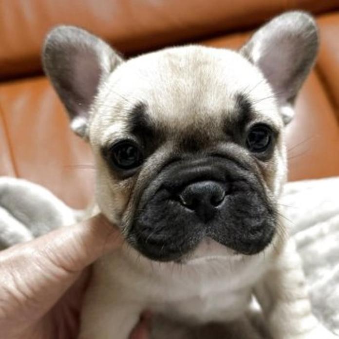 フレンチブルドッグ(1737)の子犬情報
