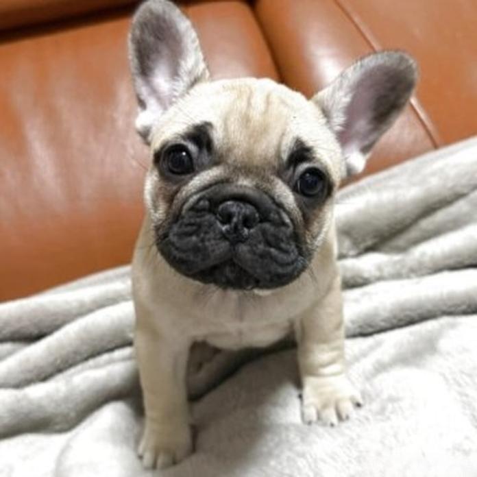 フレンチブルドッグ(1738)の子犬情報