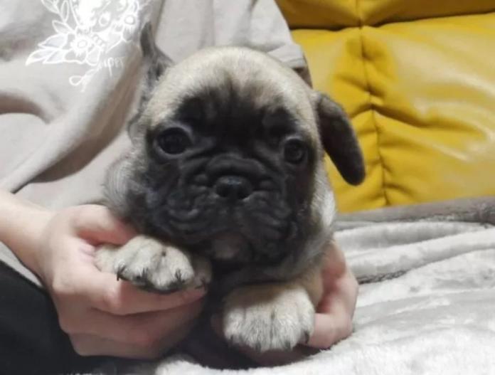犬のプロフィール画像