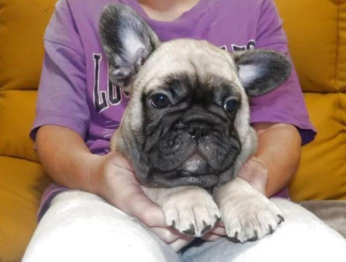 フレンチブルドッグ(大阪府・男の子・2025/08/23・フォーン)の子犬情報! | 喜多 行江ブリーダー(716)