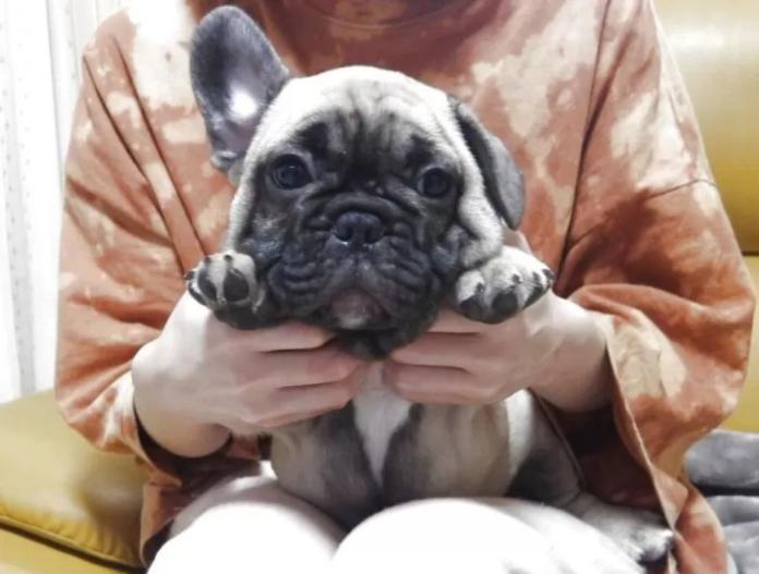 フレンチブルドッグ(大阪府・男の子・2025/08/23・フォーン)の子犬情報! | 喜多 行江ブリーダー(716)