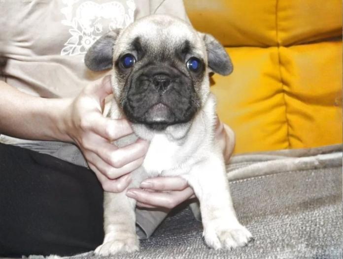 犬のプロフィール画像