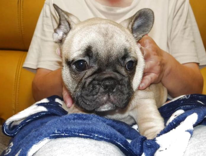 フレンチブルドッグ(大阪府・女の子・2025/08/23・フォーン)の子犬情報! | 喜多 行江ブリーダー(717)