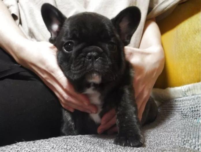 犬のプロフィール画像