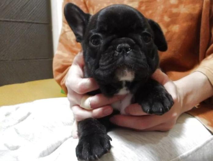 フレンチブルドッグ(大阪府・女の子・2025/08/23・ブリンドル)の子犬情報! | 喜多 行江ブリーダー(719)