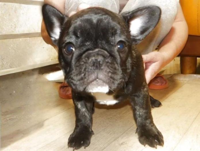 フレンチブルドッグ(大阪府・女の子・2025/08/23・ブリンドル)の子犬情報! | 喜多 行江ブリーダー(719)