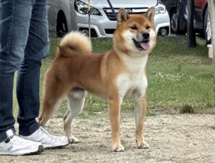 犬のプロフィール画像