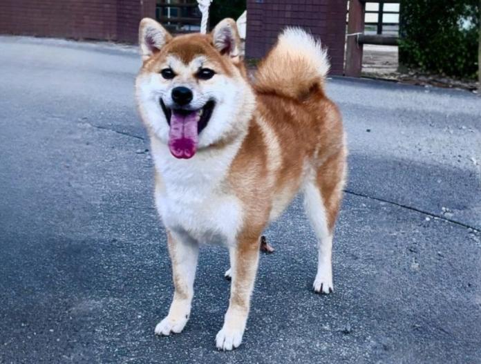 犬のプロフィール画像