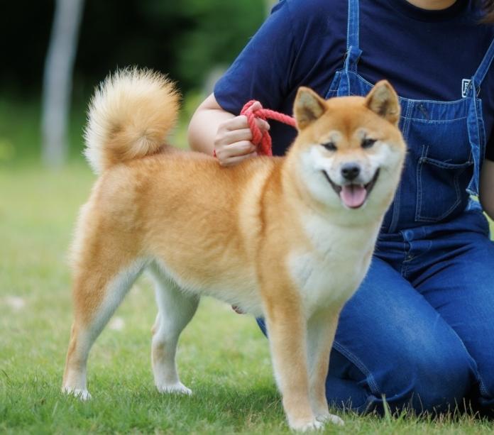 犬のプロフィール画像