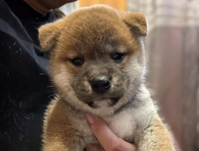 柴犬(標準サイズ)(三重県・女の子・2024/05/28・赤)の子犬情報! | 深水 美和子ブリーダー(913)