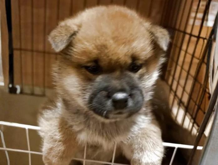 柴犬(標準サイズ)(三重県・女の子・2025/11/13・赤)の子犬情報! | 深水 美和子ブリーダー(916)