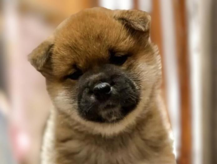 柴犬(標準サイズ)(三重県・女の子・2025/11/13・赤)の子犬情報! | 深水 美和子ブリーダー(916)