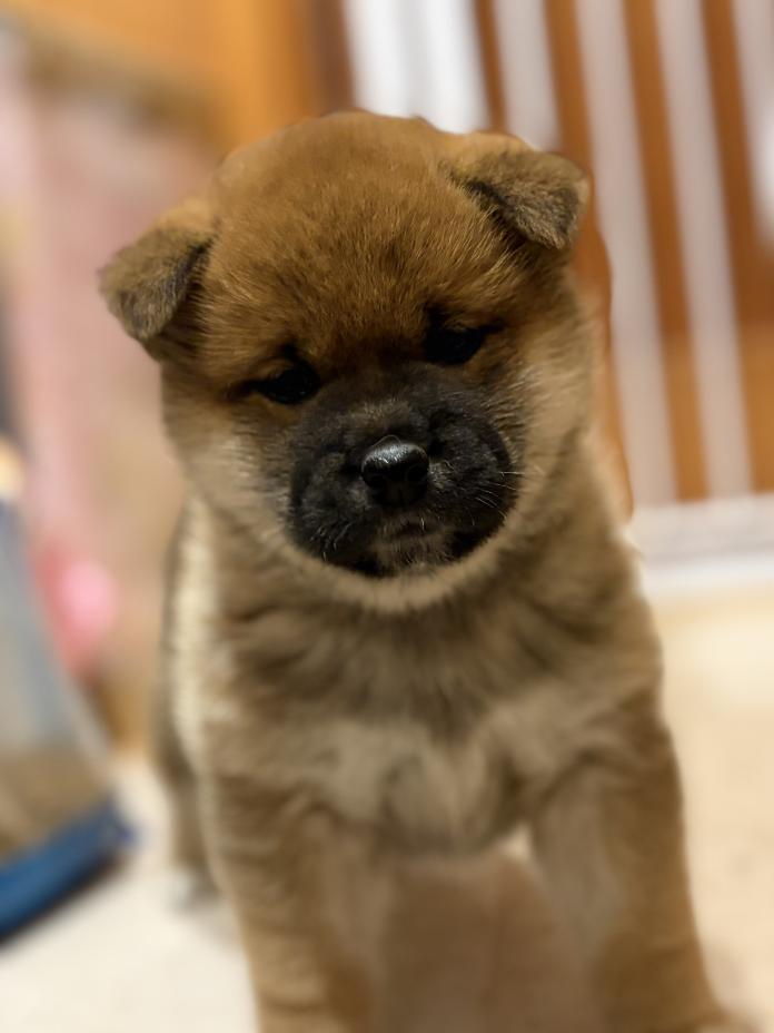 柴犬(標準サイズ)(三重県・女の子・2025/11/13・赤)の子犬情報! | 深水 美和子ブリーダー(916)