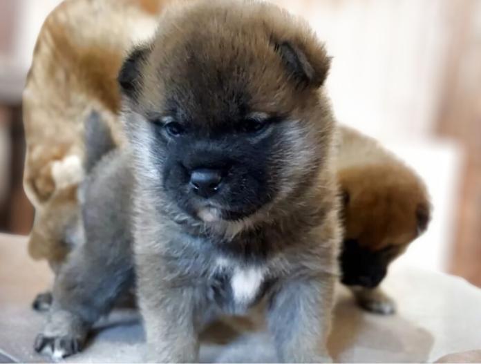 柴犬(標準サイズ)(三重県・男の子・2025/11/13・赤)の子犬情報! | 深水 美和子ブリーダー(917)