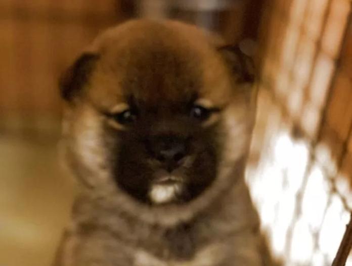 柴犬(標準サイズ)(三重県・男の子・2025/11/13・赤)の子犬情報! | 深水 美和子ブリーダー(917)