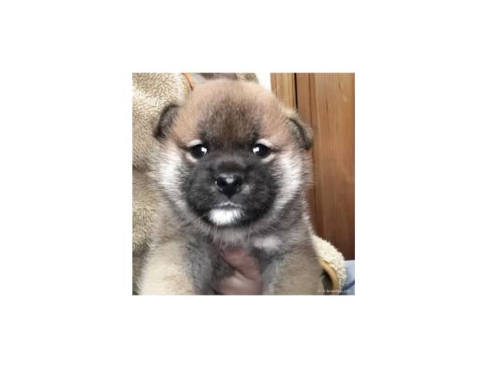 柴犬(標準サイズ)(三重県・男の子・2025/11/13・赤)の子犬情報! | 深水 美和子ブリーダー(917)