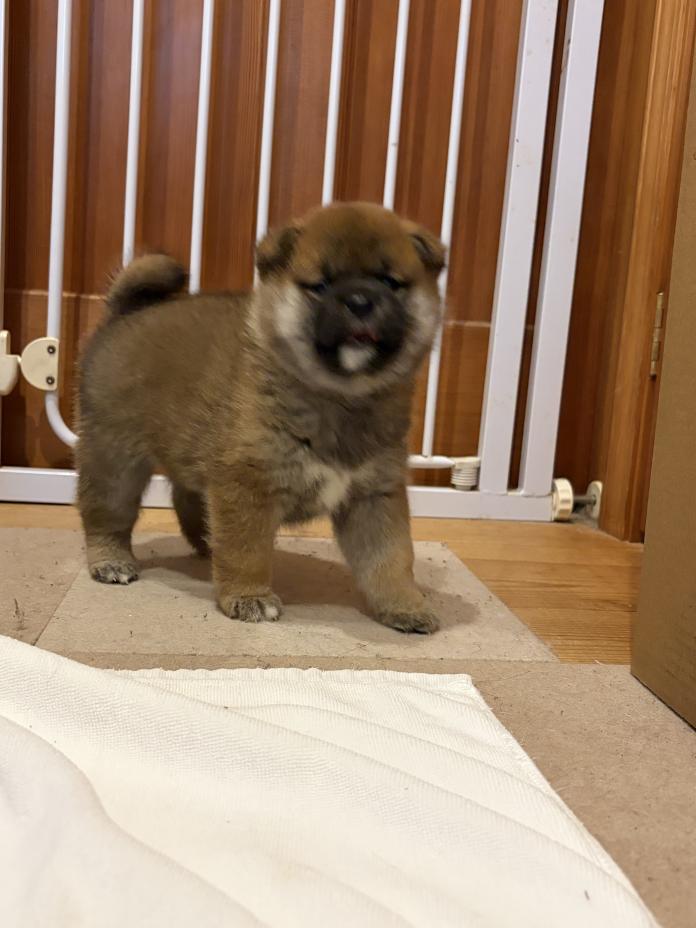 柴犬(標準サイズ)(三重県・男の子・2025/11/13・赤)の子犬情報! | 深水 美和子ブリーダー(917)