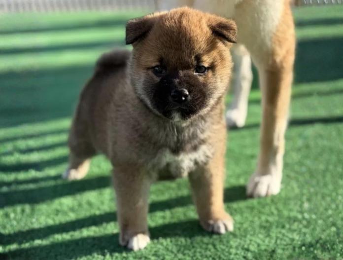 柴犬(標準サイズ)(三重県・男の子・2025/11/16・赤)の子犬情報! | 深水 美和子ブリーダー(977)