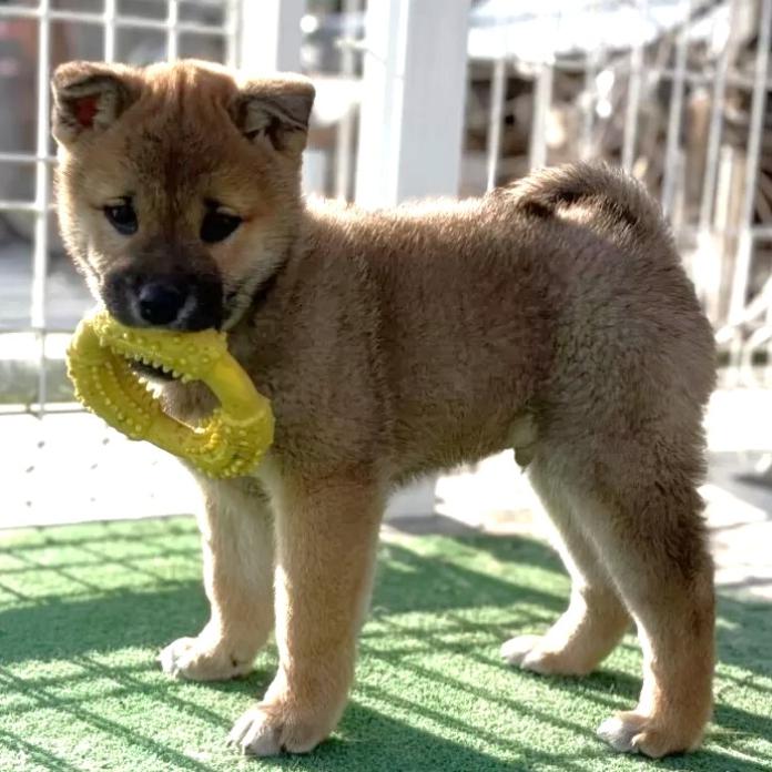 柴犬(標準サイズ)(三重県・男の子・2025/11/16・赤)の子犬情報! | 深水 美和子ブリーダー(977)