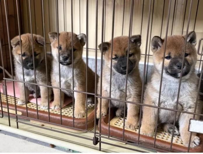 柴犬(標準サイズ)(三重県・男の子・2025/11/16・赤)の子犬情報! | 深水 美和子ブリーダー(978)